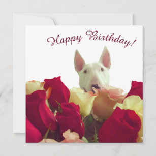 Bull terrier with roses - Happy Birthday!