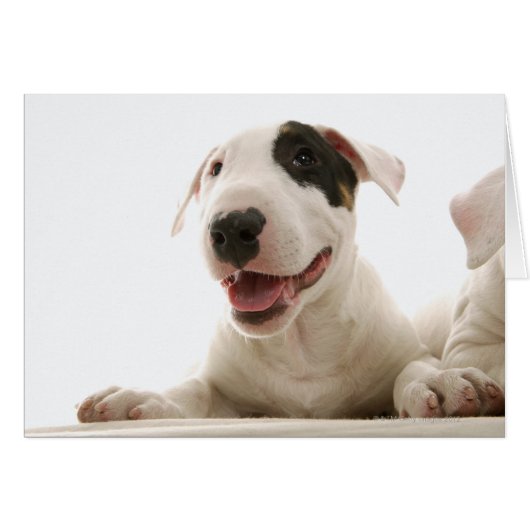 Bull Terriers Cards (Front Horizontal)