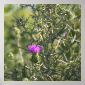 Bull Thistle Poster