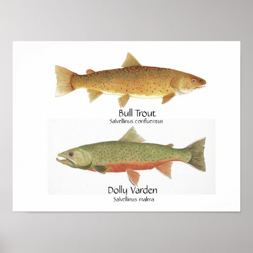 Bull Trout and Dolly Varden Poster