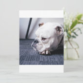 bulldog (Standing Front)