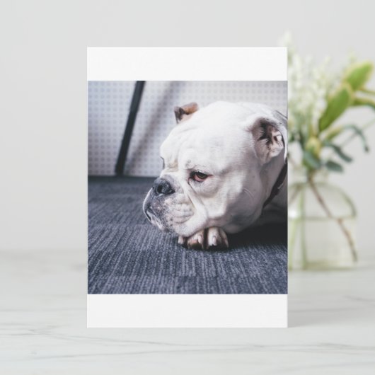 bulldog (Standing Front)