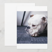 bulldog (Front/Back)