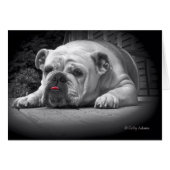 BullDog Beauty (Front Horizontal)