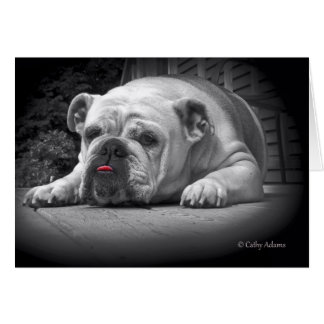 BullDog Beauty Cards
