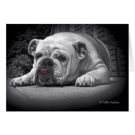 BullDog Beauty Cards (Front Horizontal)