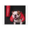 Bulldog Boxer
