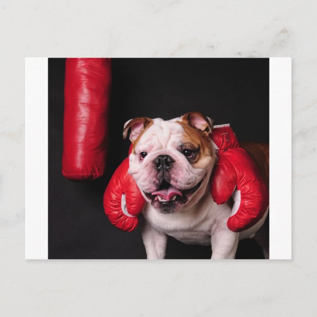 Bulldog Boxer Postcard (Front)