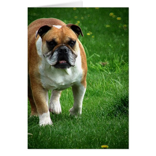 Bulldog Cards (Front)