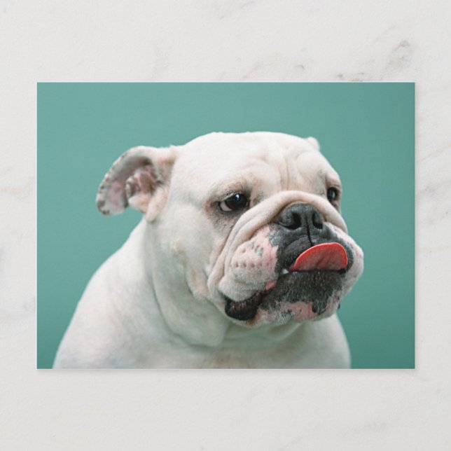 Bulldog Cards, Gifts, Postage Postcard (Front)