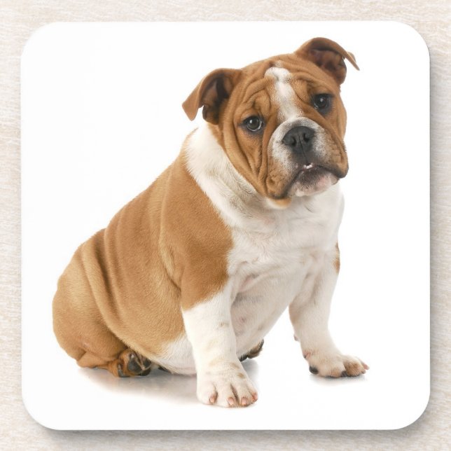 Bulldog Coasters (Front)