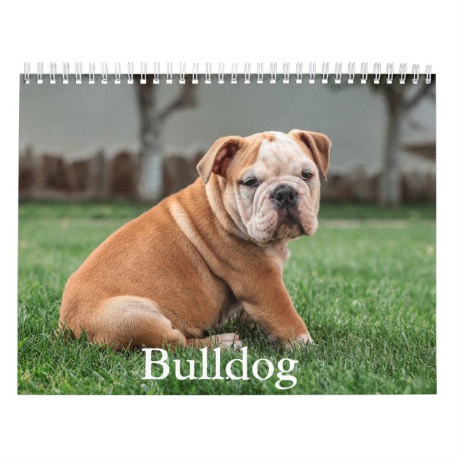 Bulldog Dog Calendar (Cover)