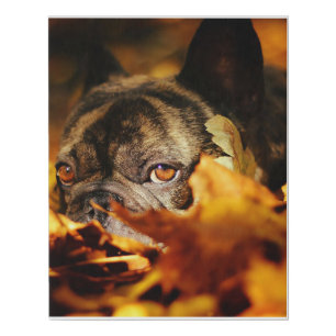 Bulldog Dog Cute English Bulldog Lover Gift Faux Canvas Print