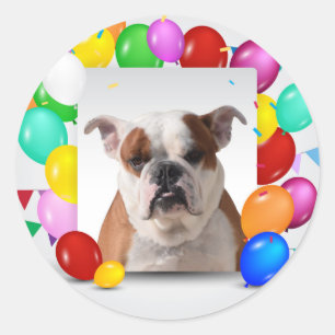 Bulldog Dog with colorful Balloons Birthday Theme Classic Round Sticker