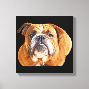 Bulldog Face - English Bulldog, Brown Canvas Print