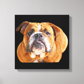 Bulldog Face - English Bulldog, Brown Canvas Print