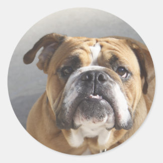 Bulldog Face - English Bulldog, Brown Classic Round Sticker