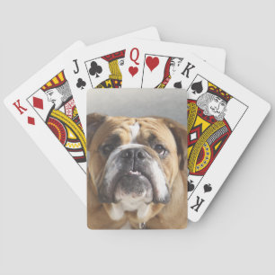 Bulldog Face - English Bulldog, Brown Poker Cards