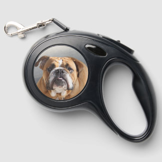 Bulldog Face - English Bulldog, Brown Retractable Pet Leash
