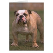 bulldog full 2 (Front)