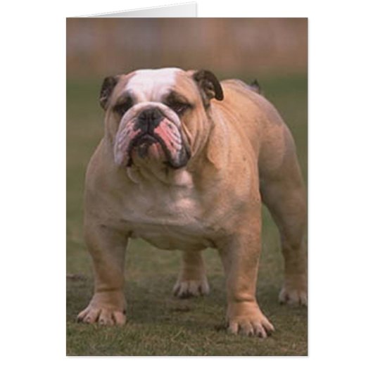 bulldog full 2 cards (Front)