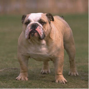 bulldog full 2 cutout