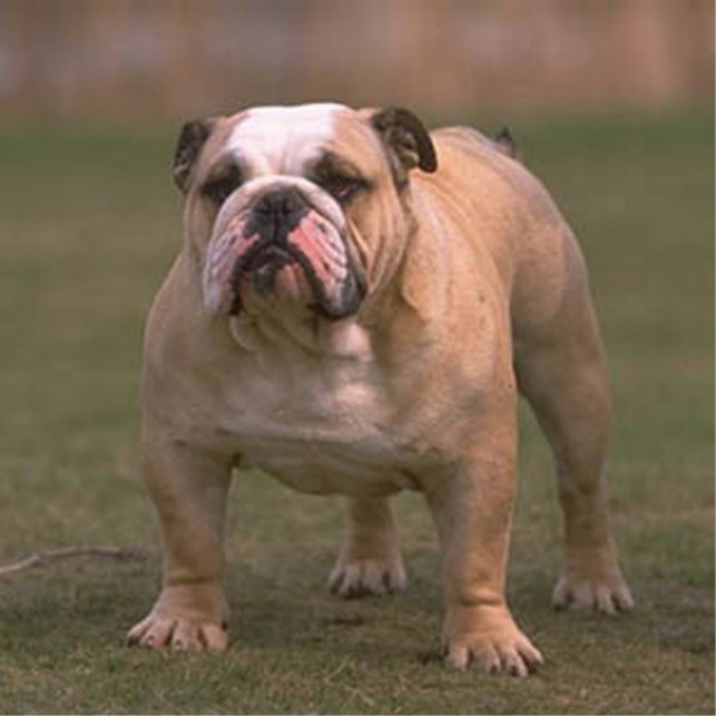 bulldog full 2 cutout (Front)