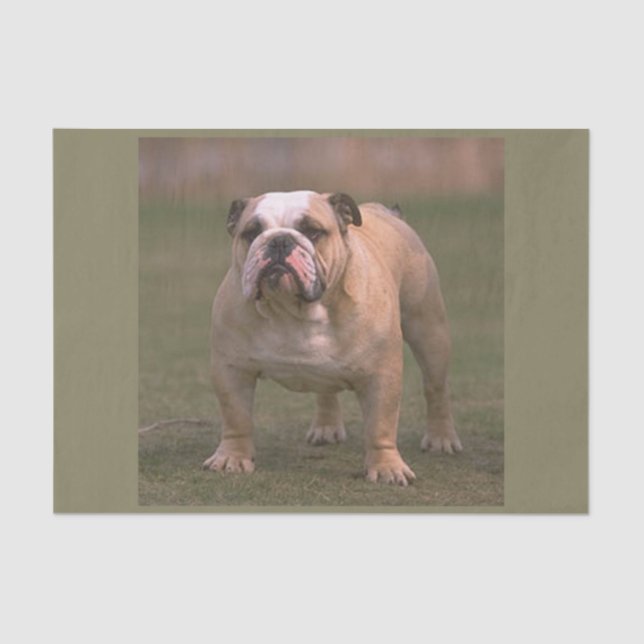 bulldog full 2 tissue paper (Front)