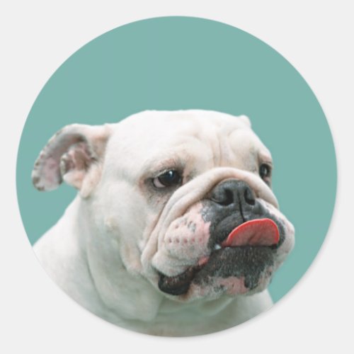 Bulldog funny face with tongue sticking out gift classic round sticker