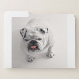 bulldog in bw file folder