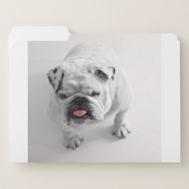 bulldog in bw file folder (Front Left)