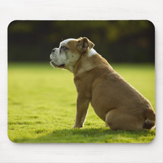 Bulldog in field mouse pad (Front)