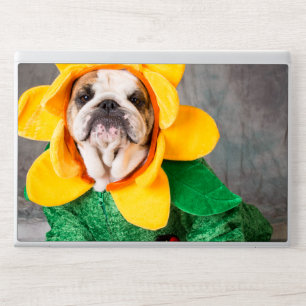 Bulldog in Sunflower Costume Studio Portrait HP Laptop Skin