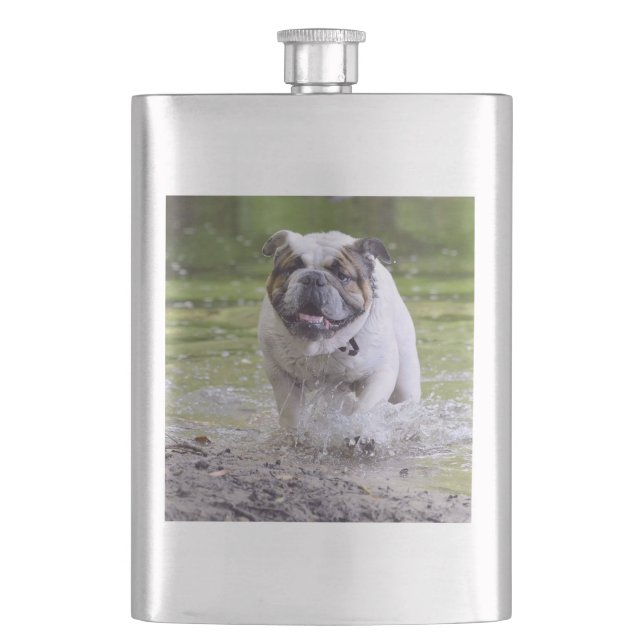 bulldog in water flask (Front)