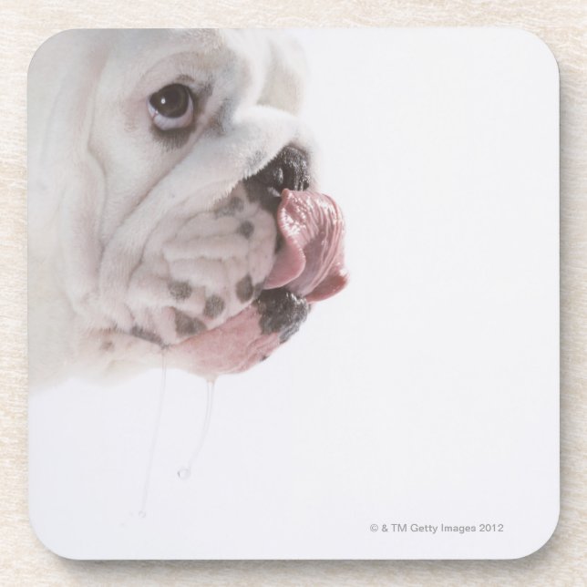 Bulldog Licking Beverage Coaster (Front)