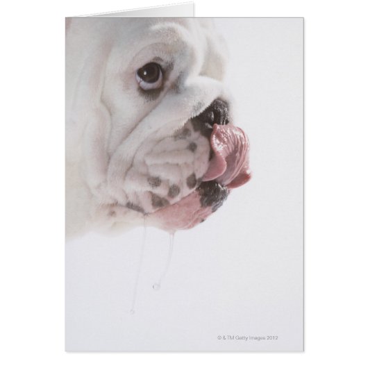 Bulldog Licking Cards (Front)