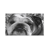 bulldog love business card