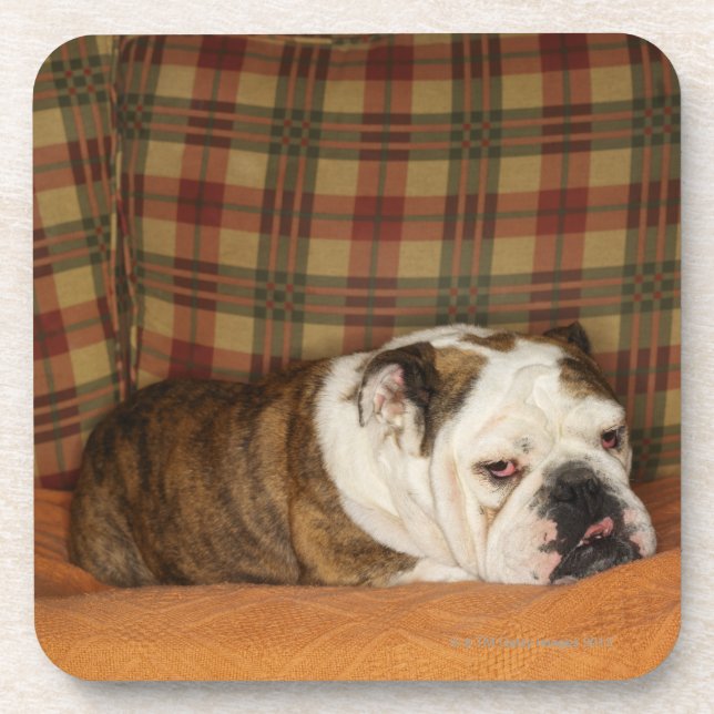 bulldog lying on a sofa drink coaster (Front)
