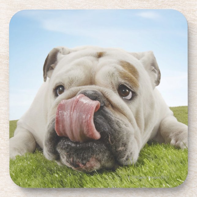 Bulldog Lying on Grass Licking Lips Beverage Coaster (Front)