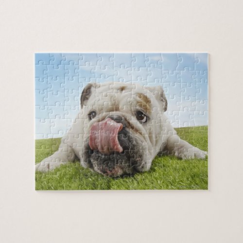 Bulldog Lying on Grass Licking Lips Jigsaw Puzzle
