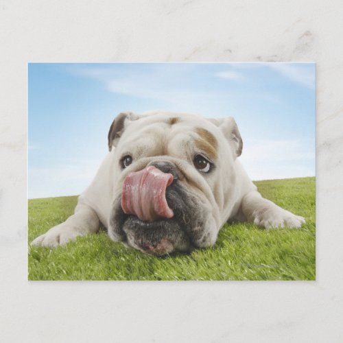 Bulldog Lying on Grass Licking Lips Postcard
