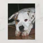 Bulldog-Mastiff Mix Photo Postcard