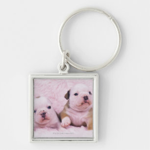 Bulldog; often called the English Bulldog. Is a Keychain