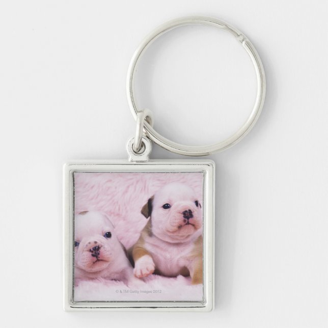 Bulldog; often called the English Bulldog. Is a Keychain (Front)