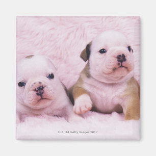 Bulldog; often called the English Bulldog. Is a Magnet