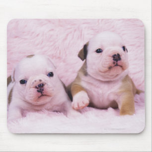Bulldog; often called the English Bulldog. Is a Mouse Pad