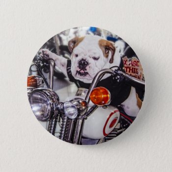 Bulldog On Motorcycle Pinback Button by LivingLife at Zazzle