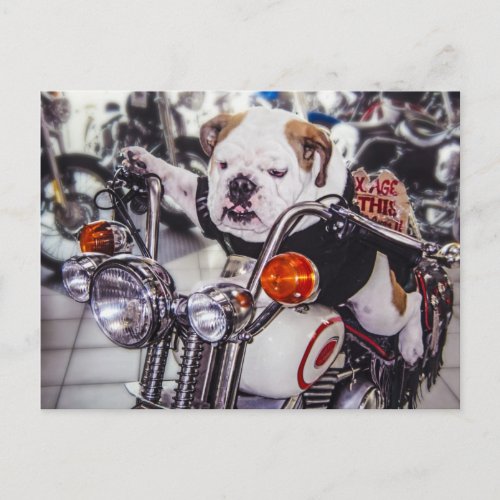 Bulldog on Motorcycle Postcard