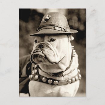 Bulldog On Patrol Wearing Hat And Cape Postcard by HTMimages at Zazzle