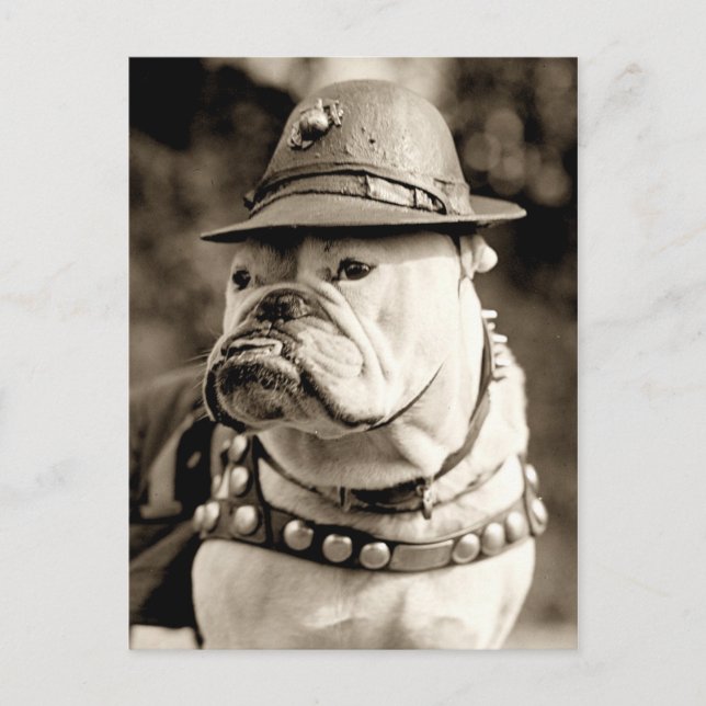 Bulldog on patrol wearing hat and cape postcard (Front)